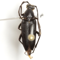 Typocerus lugubris