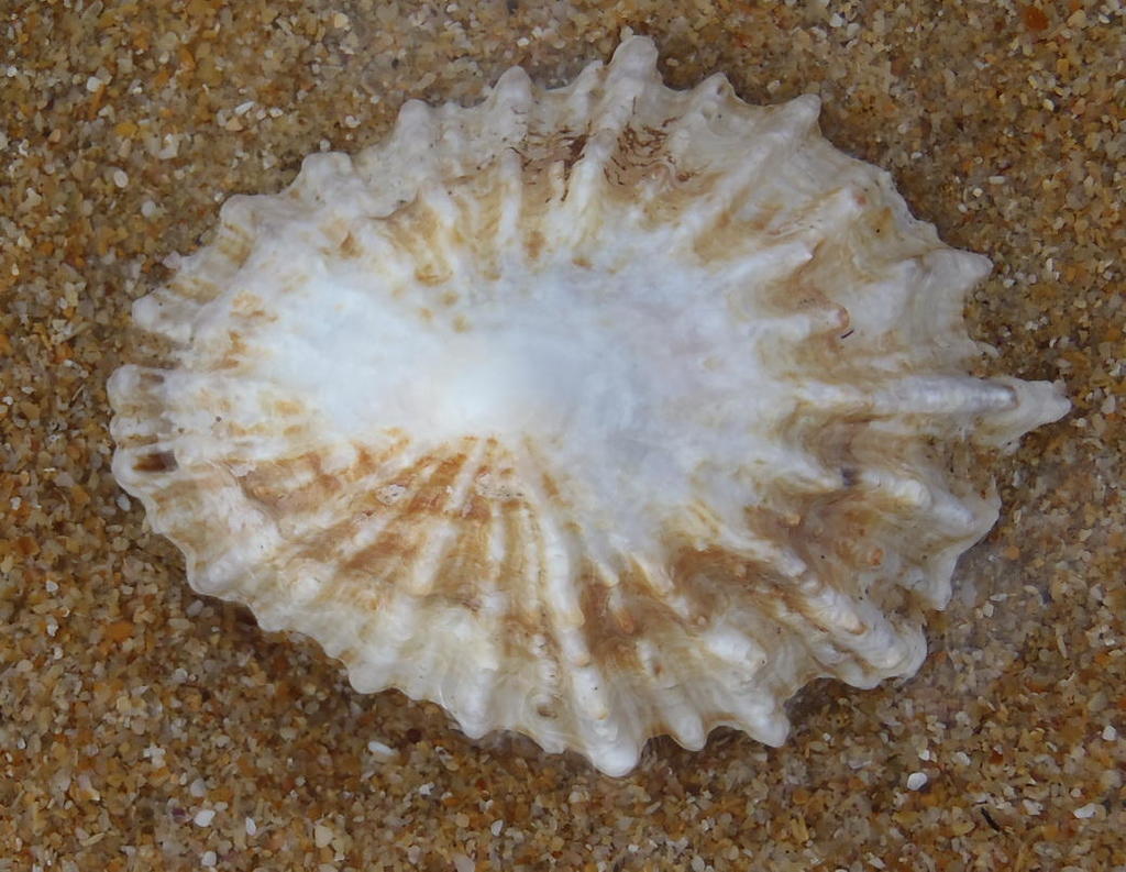 Bearded Limpet