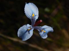 Moraea tripetala tripetala