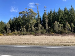 Eucalyptus delegatensis