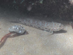 Istigobius decoratus