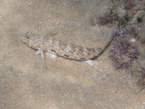 Istigobius decoratus