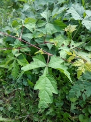 Ampelopsis aconitifolia