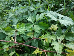 Ampelopsis aconitifolia