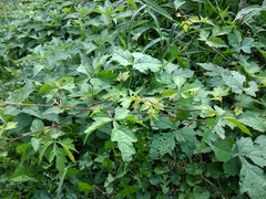Ampelopsis aconitifolia