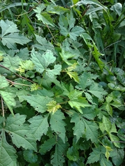 Ampelopsis aconitifolia