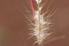 Cenchrus polystachios