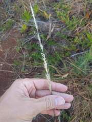 Cenchrus polystachios