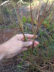 Cenchrus polystachios