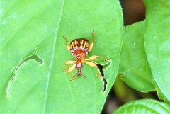 Hamiltonius notatus