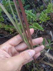 Cenchrus polystachios