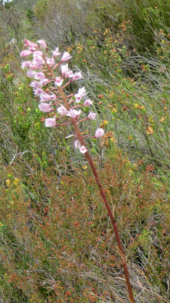 Eulophia barbata