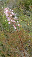 Eulophia barbata
