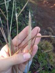 Cenchrus polystachios