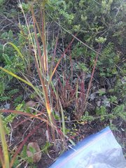 Cenchrus polystachios