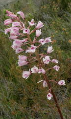 Eulophia barbata