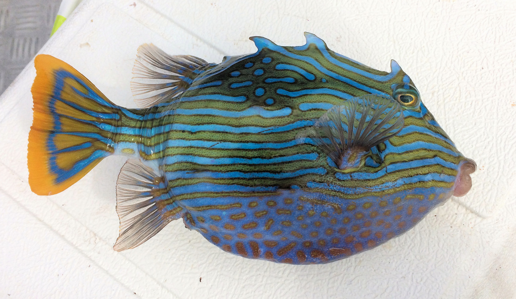 Shaw's cowfish (Aracana aurita) — Aracanidae