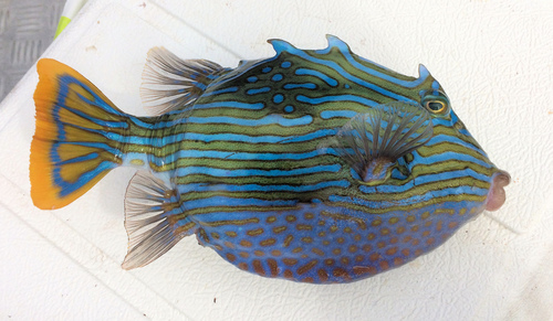 Shaw's cowfish (Aracana aurita) — Aracanidae