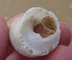 Turritella carinifera image