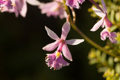 Epidendrum calanthum