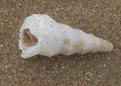 Turritella carinifera