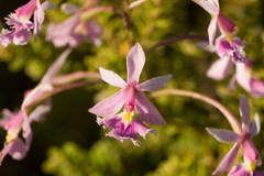 Epidendrum calanthum