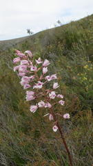 Eulophia barbata