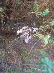 Epidendrum calanthum