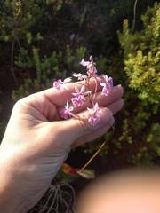 Epidendrum calanthum