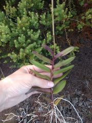 Epidendrum calanthum