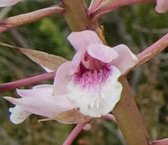Eulophia barbata