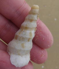 Turritella carinifera