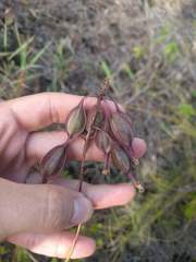 Epidendrum calanthum