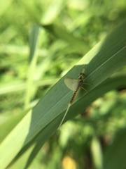 Pentagenia vittigera