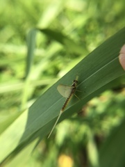 Pentagenia vittigera