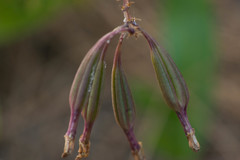 Epidendrum calanthum
