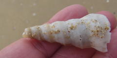 Turritella carinifera