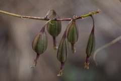 Epidendrum calanthum
