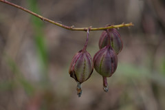 Epidendrum calanthum