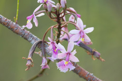 Epidendrum calanthum