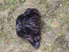 Ebrietas