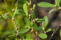 Euphorbia celastroides