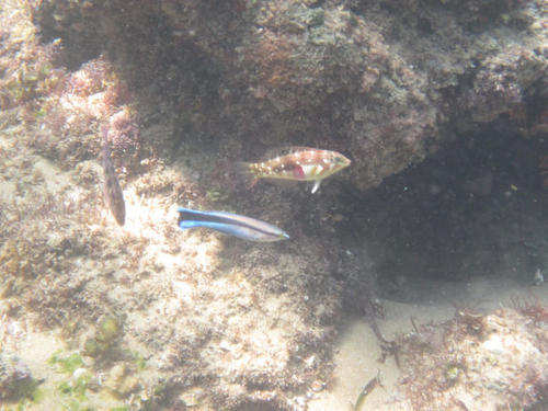 Labroides dimidiatus