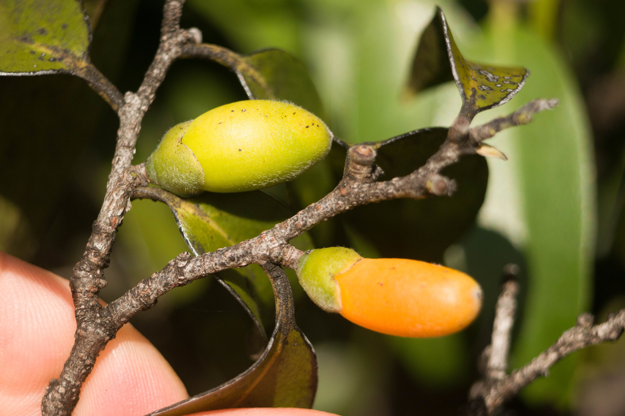 Diospyros sandwicensis