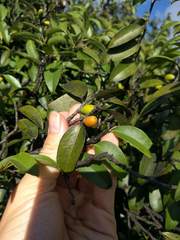 Diospyros sandwicensis