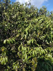Diospyros sandwicensis