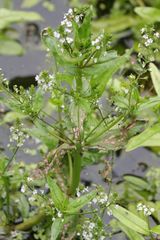 Veronica catenata