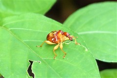 Hamiltonius notatus