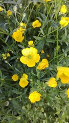 Ranunculus