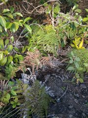 Pteridium aquilinum decompositum